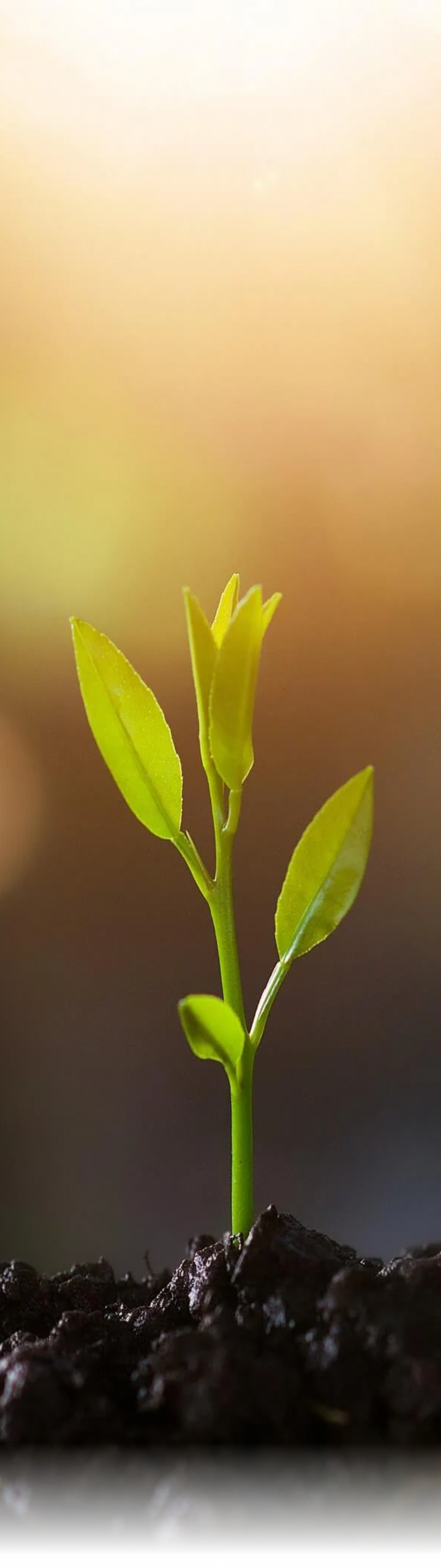sprout 2